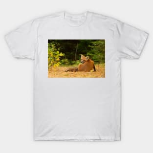 Red Fox look back - Algonquin Park T-Shirt